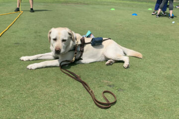 A service dog lounging on the turf of a golf course