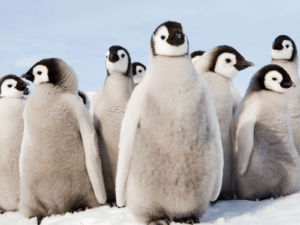 9 penguins huddling together.